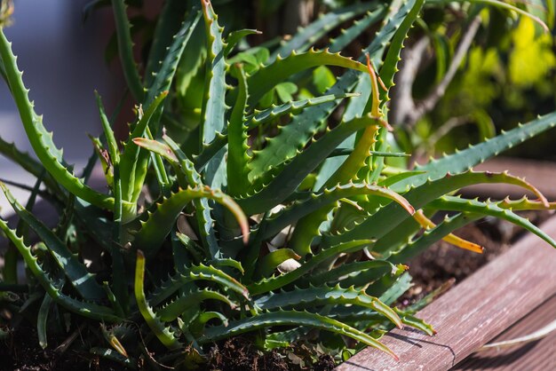 Primo piano di un'aloe vera verde brillante sotto un sole tropicale luminoso