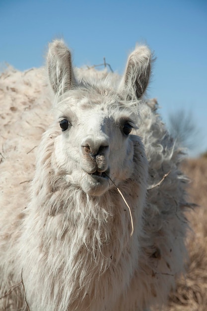 Primo piano di un alpacax9 bianco