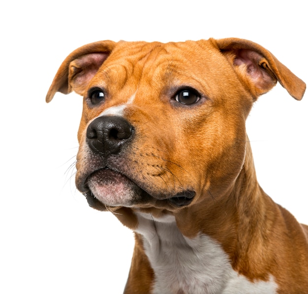 Primo piano di un American Staffordshire Terrier