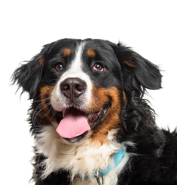 Primo piano di un ansimante Bernese Mountain Dog