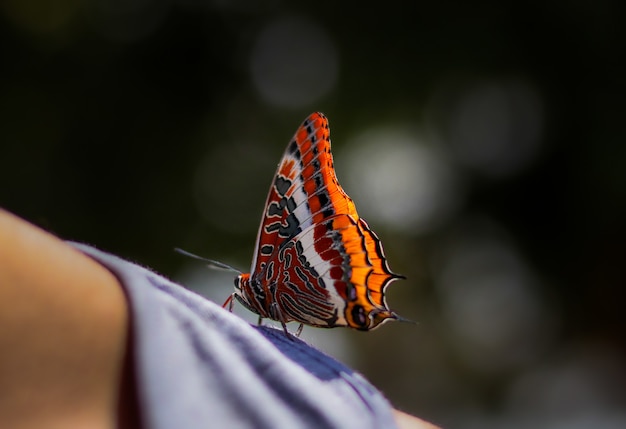 Primo piano di un'apatura sulla spalla di una persona