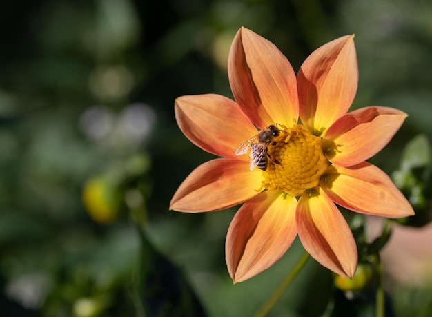 Primo piano di un'ape che impollina un fiore e fa il miele