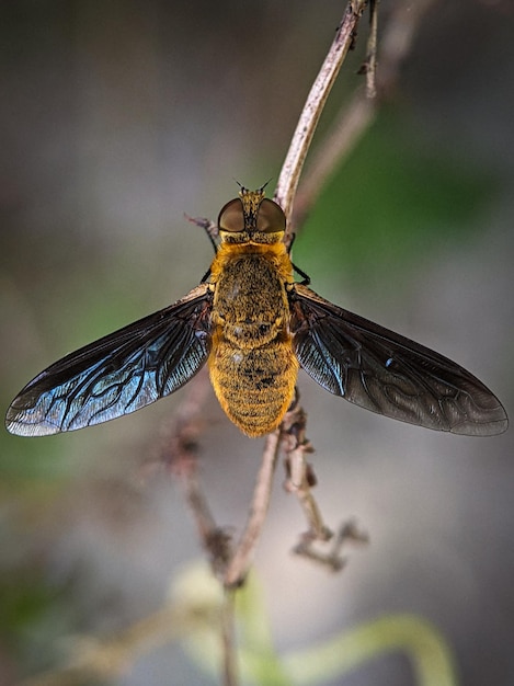 Primo piano di un'ape gialla che riposa su un ramo di un albero