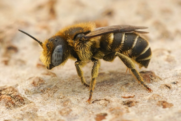 Primo piano di un'ape mason spinata maschio dagli occhi blu (Osmia spinulosa) in Gard, France