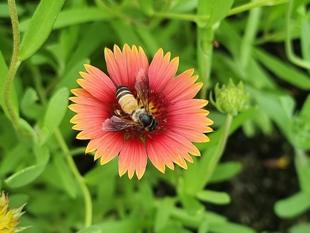 Primo piano di un'ape mellifera che impollina al fiore di Gaillardia