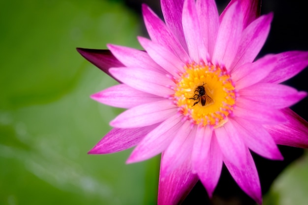 Primo piano di un'ape morta sul polline giallo di un loto viola.