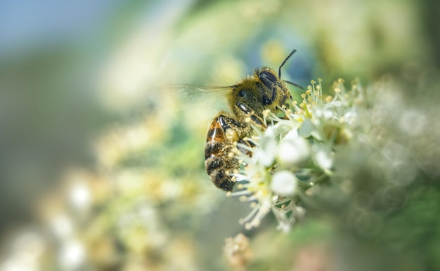 Primo piano di un'ape su un fiore bianco con il fuoco selettivo