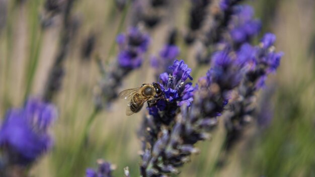 Primo piano di un'ape su un fiore di lavanda