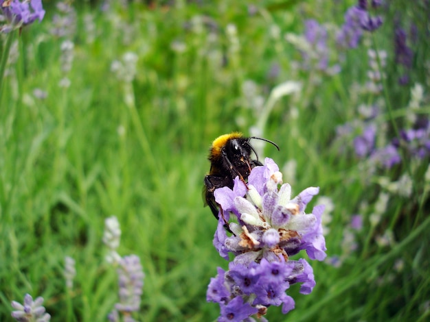 Primo piano di un'ape su una lavanda in estate