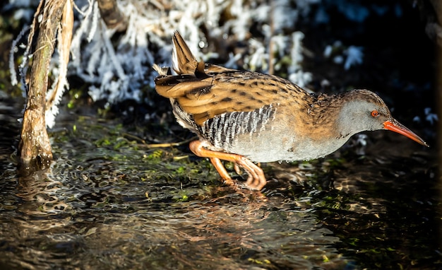 Primo piano di un ater rail bird