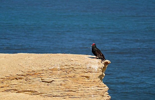 Primo piano di un avvoltoio tacchino peruviano appollaiato sulla scogliera sopra l'Oceano Pacifico, Riserva Nazionale di Paracas, regione di Ica, Perù