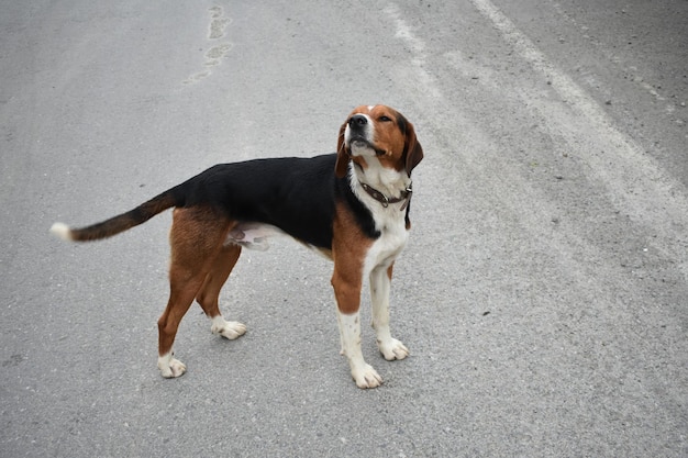 Primo piano di un Beagle che indossa un collare nero e fissa con gli occhi