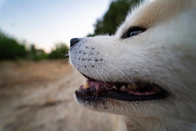 Primo piano di un bel cane nella foresta