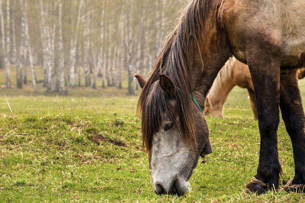 Primo piano di un bel cavallo da fattoria che mastica erba verde in un campo Concetto di allevamento di animali