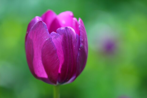 Primo piano di un bel fiore di tulipano bianco rosa scuro isolato su sfondo verde