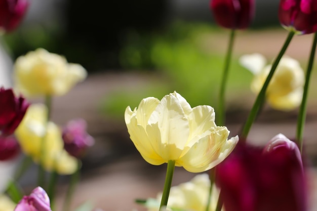 primo piano di un bel fiore di tulipano bianco