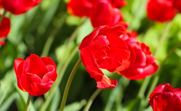 primo piano di un bel fiore di tulipano rosso con messa a fuoco selettiva nel paesaggio primaverile del parco