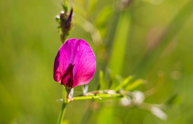 Primo piano di un bel fiore viola