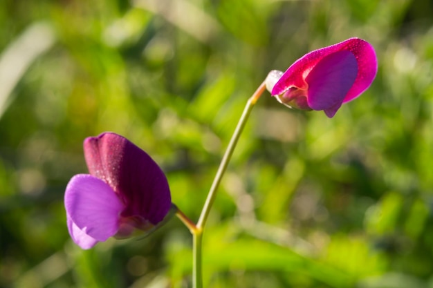 Primo piano di un bel fiore viola