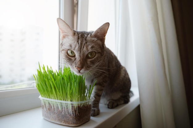 Primo piano di un bel gatto grigio che mangia erba verde fresca