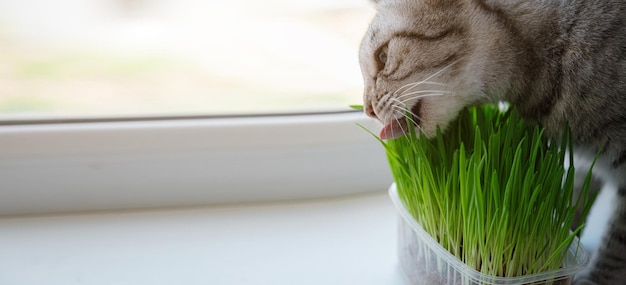 Primo piano di un bel gatto grigio che mangia erba verde fresca