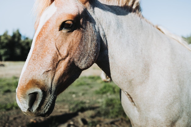 Primo piano di un bellissimo cavallo cileno bianco e marrone in piedi nel mezzo del campo