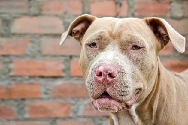 Primo piano di un bellissimo cucciolo di Pitbull di 3 anni, concetto di abbandono, salvataggio o adozione.