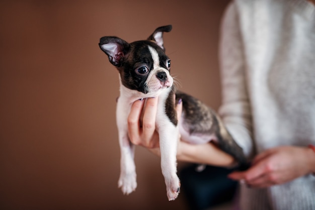 Primo piano di un bellissimo cucciolo sdraiato sulla mano della donna. Boston terrier.