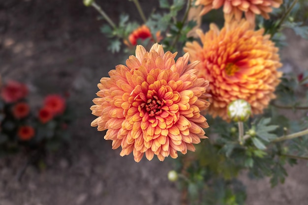 Primo piano di un bellissimo fiore di crisantemo che sboccia nel giardino