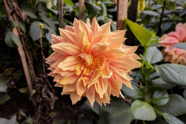 Primo piano di un bellissimo fiore di dalia che sboccia nel giardino