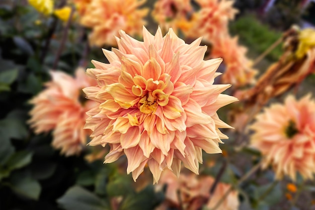 Primo piano di un bellissimo fiore di dalia che sboccia nel giardino