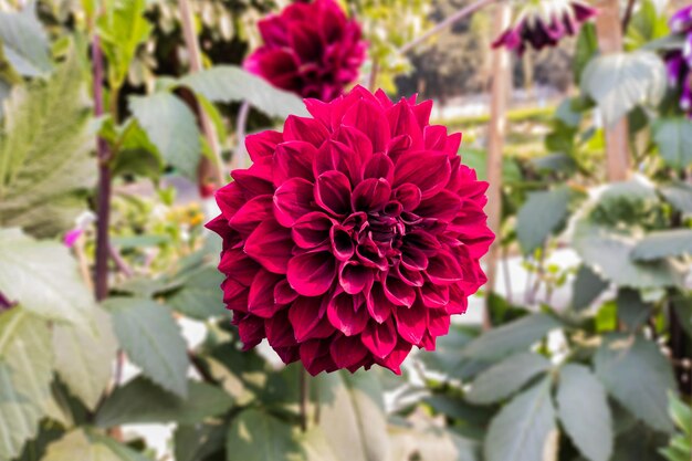 Primo piano di un bellissimo fiore di dalia che sboccia nel giardino