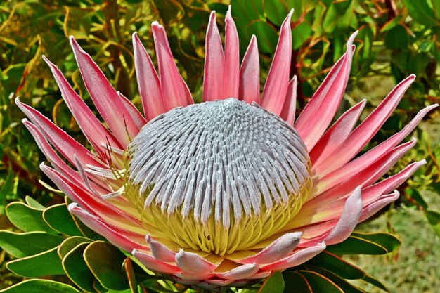 primo piano di un bellissimo fiore di protea King