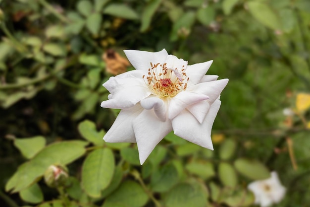 Primo piano di un bellissimo fiore di rosa che sboccia nel giardino