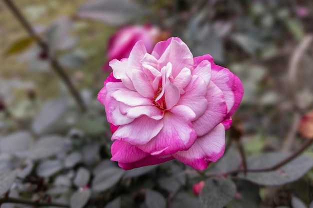 Primo piano di un bellissimo fiore di rosa che sboccia nel giardino