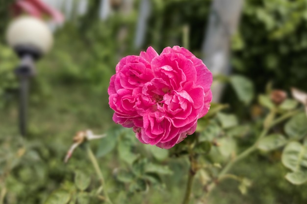 Primo piano di un bellissimo fiore di rosa che sboccia nel giardino