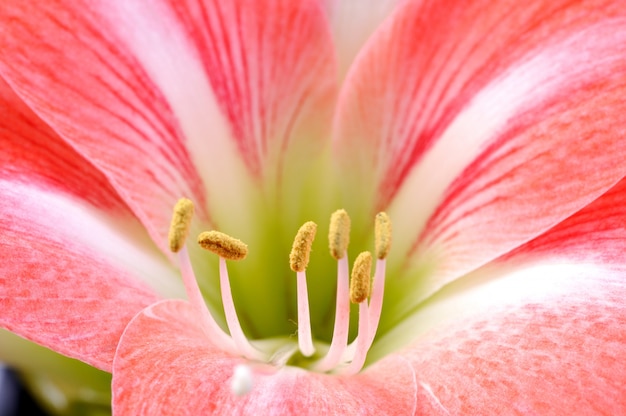 Primo piano di un bellissimo fiore fiore rosa