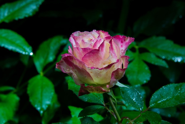 primo piano di un bellissimo fiore rosa rosa con gocce di pioggia in giardino di notte al buio