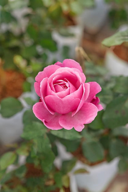 Primo piano di un bellissimo fiore rosa rosa fresco nel giardino verde