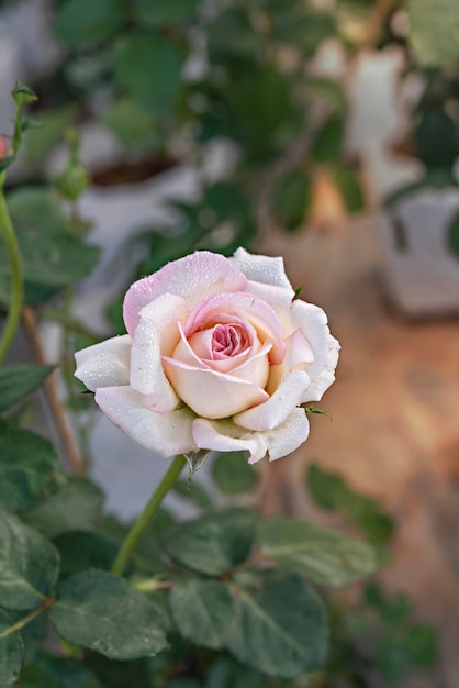 Primo piano di un bellissimo fiore rosa rosa fresco nel giardino verde