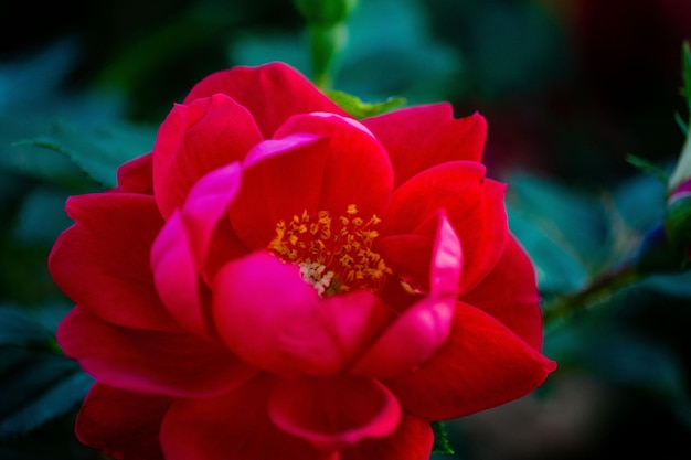 Primo piano di un bellissimo fiore rosso camelia in un giardino