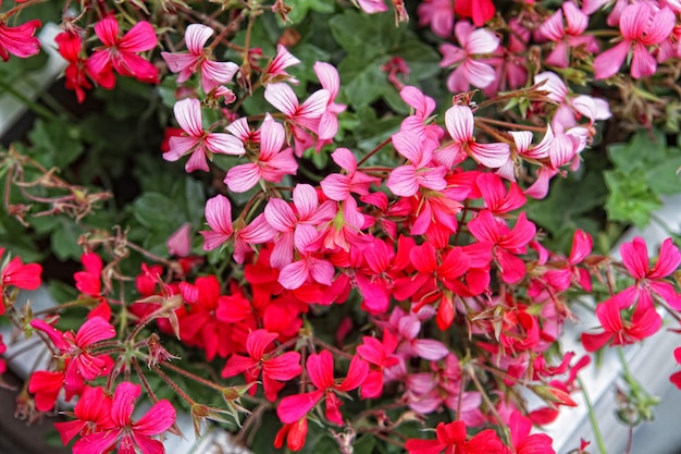 Primo piano di un bellissimo sfondo di fiori rosa
