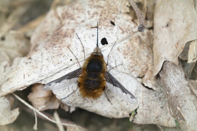 Primo piano di un Bombylius major ape-mosca dai bordi scuri