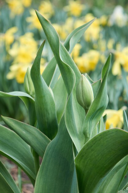 Primo piano di un bulbo di tulipano verde chiuso tra foglie verdi fresche bellissimo fiore primaverile con messa a fuoco morbida