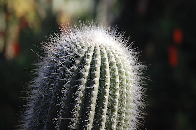 Primo piano di un cactus in natura