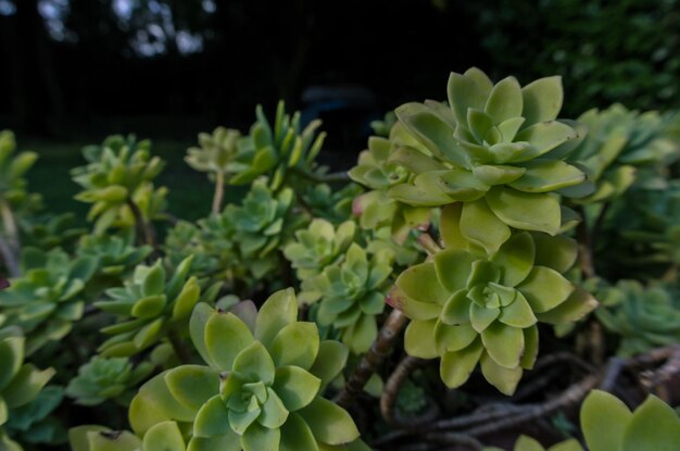 Primo piano di un cactus verde