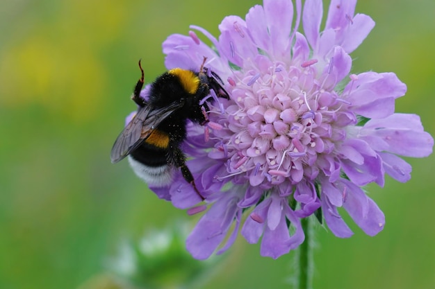 Primo piano di un calabrone dalla coda buffa, Bombus terrestris sul fiore viola di un campo scabious, Knautia arvensis