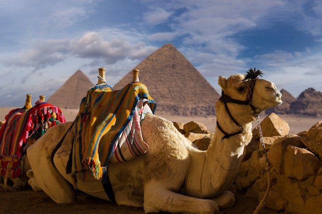 Primo piano di un cammello Dromedar sullo sfondo delle grandi piramidi