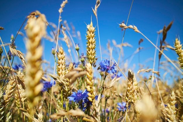 Primo piano di un campo di grano, fiori viola e cielo blu