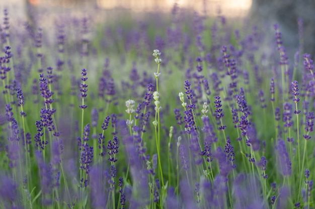 Primo piano di un campo di lavanda Rami di lavanda in fiore Può essere utilizzato come sfondo